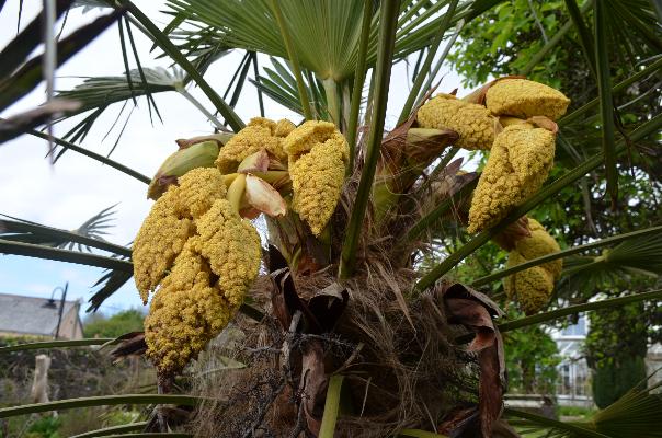 Trachycarpus