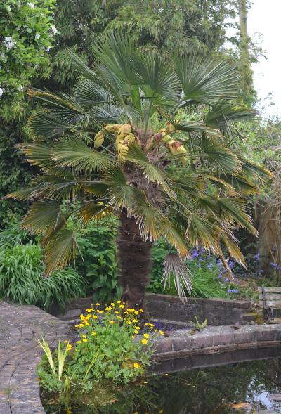 Trachycarpus